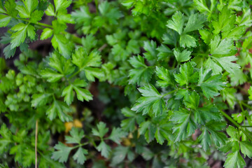 Fototapeta na wymiar Parsley plant. Parsley foliage in autumn. Fresh green herb in the garden. Culinary herb. Organic agriculture. Village nature.