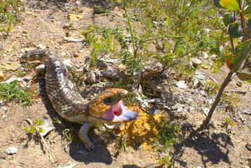 Threat display of Tiliqua rugosa with blue tongue, shingleback or bobtail lizard, in natural habitat near Serpentine in Western Australia
