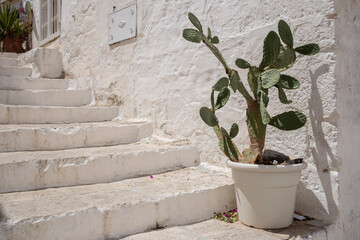 Cactus plant on staircase in a sunny summer day in Ostuni, Apulia (Puglia), southern Italy