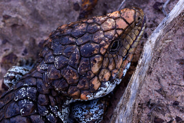 Head of Tiliqua rugosa, the western shingleback or bobtail lizard, near Cranbrook in Western Australia