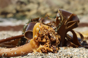 Seaweed washed up on the south Cornwall beach