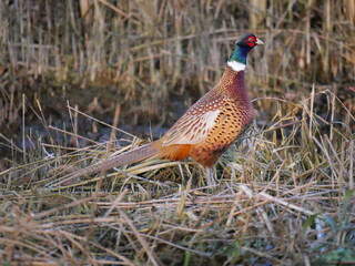 pheasant strolling around