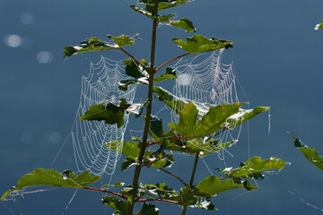 Spinnennetz auf einer Wiese am Morgen	