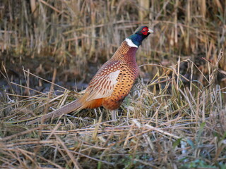 pheasant strolling around