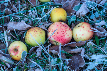 Äpfel / Fallobst mit Raureif liegt im Herbst / Winter in einer kalten Wiese im Gras