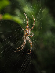 Kreuzspinne, Araneus