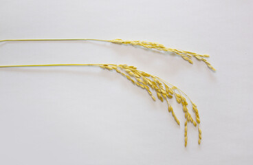 Ears of rice isolated on white background