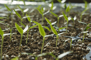 Young plant in the soil
