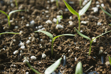 Young plant in the soil