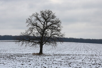 Lonely winter tree on white snow in cold weather