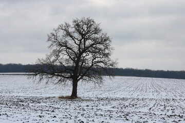 Lonely winter tree on white snow in cold weather