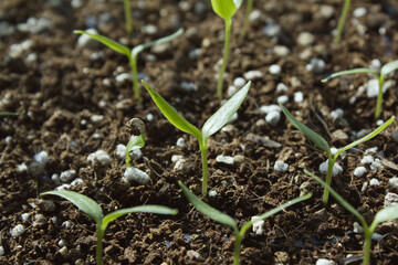 Young plant in the soil