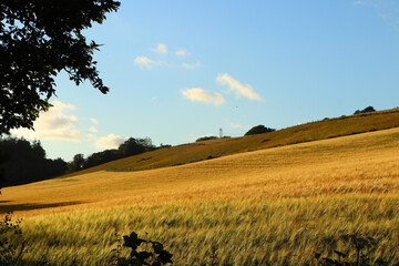 Fototapeta premium Corn fields within Restormel Manor grounds
