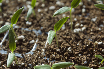 Young plant in the soil