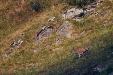 Rothirsch im Herbst in den Dolomiten