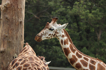 Giraffes feeding at a safari park in the UK