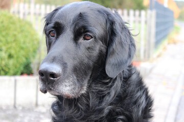 hund, black, labrador, haustier, tier, retriever, canino, welpe, hübsch, säugetier, portrait,...