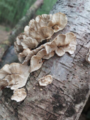 Fungus clinging to the side of a tree in the wood in winter