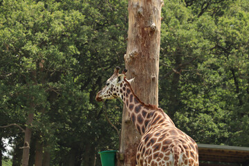 Giraffes feeding at a safari park in the UK