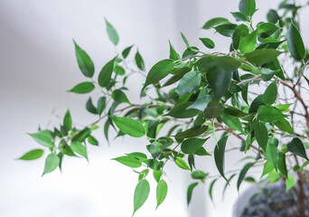 small potted tree green background