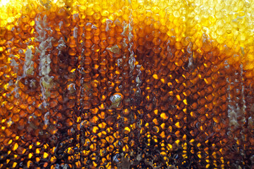 Drop of bee honey drip from hexagonal honeycombs