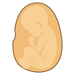 baby in womb vector illustration on white
