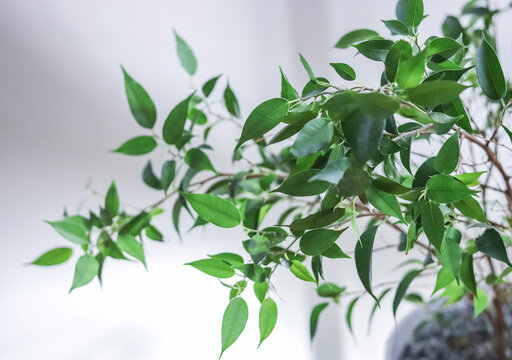 small potted tree green background