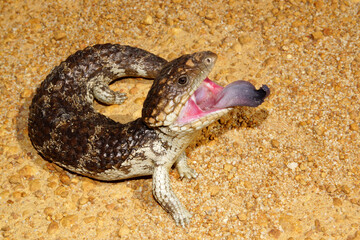 Tiliqua rugosa, the western shingleback or bobtail lizard, threat display with tongue sticking out, near Jerramungup in Western Australia