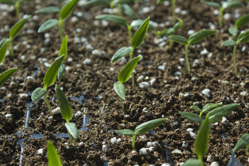 Young plant in the soil