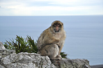 Closeup furry senior ape with blurred ocean background and copy space. Gibraltar Barbary macaque monkey sitting at cliff rock and looking into camera