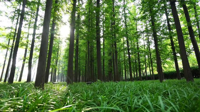 Low-angle shot of tall trees in the woods, sunshine shining through the trees