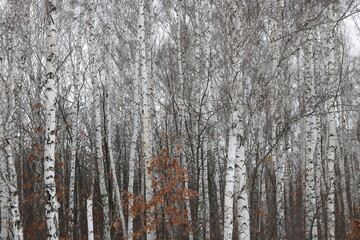 Young birches with black and white birch bark in spring in birch grove against background of other...