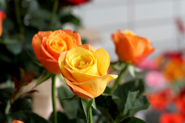 Roses orange and yellow shades close up