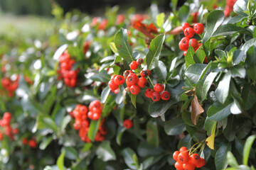 Colored flowers and inflorescences of red and purple shades on a background of green foliage