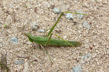long-headed grasshopper on soil background.