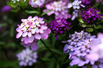 Colored flowers and inflorescences of red and purple shades on a background of green foliage