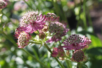 Colored flowers and inflorescences of red and purple shades on a background of green foliage