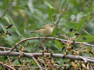 willow warbler feeling at home in bushes