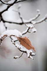 The snowfall is so light and fluffy and beautiful.
