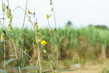 The flowers of the sunn hemp tree (Crotalaria juncea)