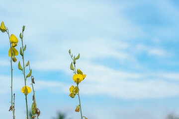 The flowers of the sunn hemp tree (Crotalaria juncea) and blue sky background 