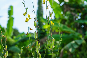 The pods of the sunn hemp tree (Crotalaria juncea)