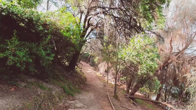 wild landscape at Boronia Beach Track in Tasmania, Australia with lush vegetation and walking track