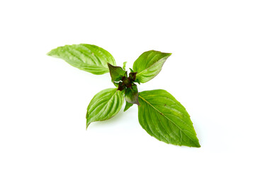 Sweet basil leaf plant