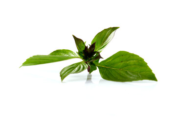 Sweet basil leaf plant