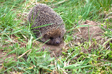 A small prickly hedgehog in a meadow. 
Close-up. He looks straight at me. Green grass background.
