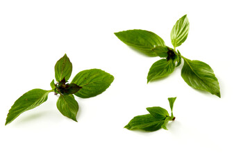 Sweet basil leaf plant