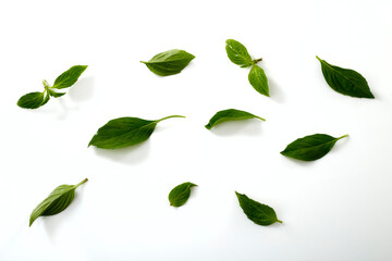 Sweet basil leaf plant