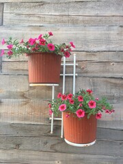 flowers in a pot