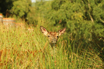 Deer around Eagle Brae in Scotland